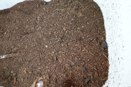 自然にカエルSのチップ交換メンテナンスを実施