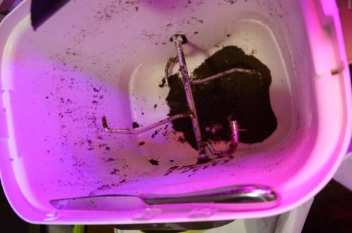 自然にカエルSのチップ交換メンテナンスを実施